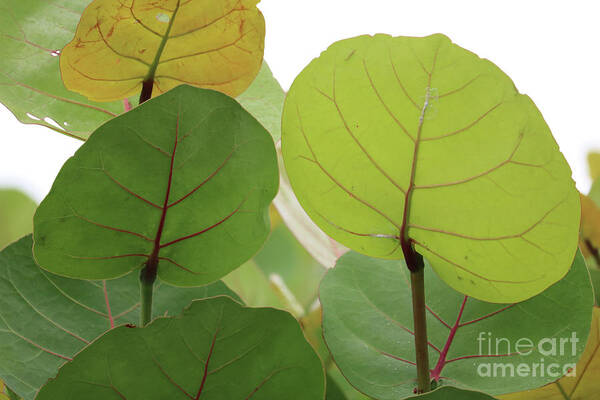 Sea Grapes Art Print featuring the photograph Sea Grape Leaves by Carol Groenen