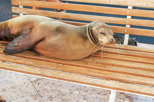Seal Art Print featuring the photograph Sea Lion on a bench, Galapagos Islands by Marek Poplawski