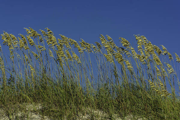 Original Art Print featuring the photograph Sea oats on the dunes by WAZgriffin Digital