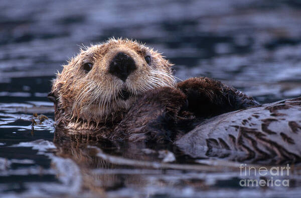 Sea Otter Art Print featuring the photograph Sea Otter by Yva Momatiuk and John Eastcott and Photo Researchers