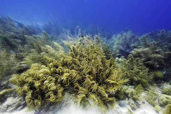 Sea Rod Corals Art Print featuring the photograph Sea Rod Corals by Perla Copernik