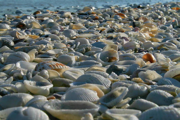 Beach Art Print featuring the photograph Sea Shells by the Sea Shore by Barry Wills