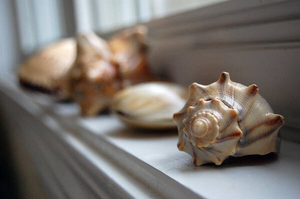 Seashells Art Print featuring the photograph Sea Shells by Robert Meanor