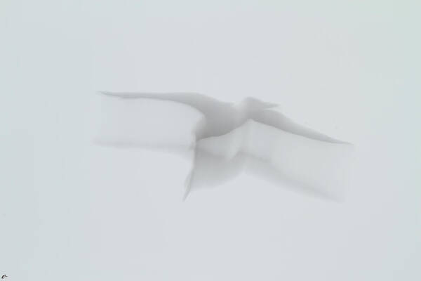 Seagull Art Print featuring the photograph Seagull Ghost by Karol Livote