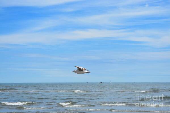 Seagull Art Print featuring the photograph Seagull in Flight by Dani McEvoy