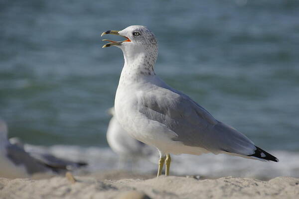 Seagull Art Print featuring the photograph Seagull on Lake Erie Beach by Valerie Collins