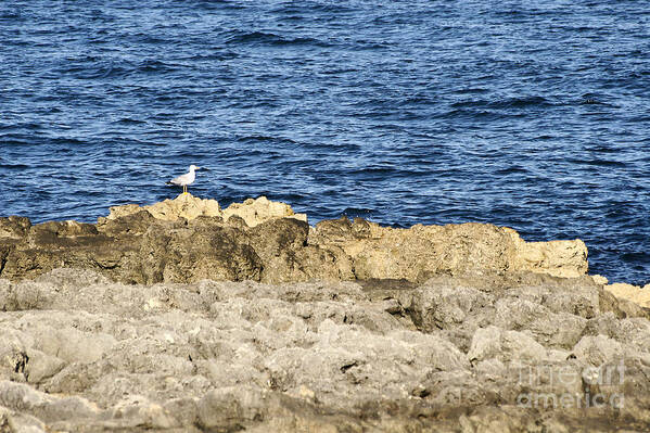 Seascape Art Print featuring the photograph Seagull on sea rock by Dimitar Hristov