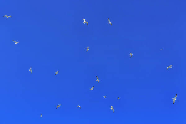 Seagull Art Print featuring the photograph Seagulls In The Blue Sky by Joana Kruse