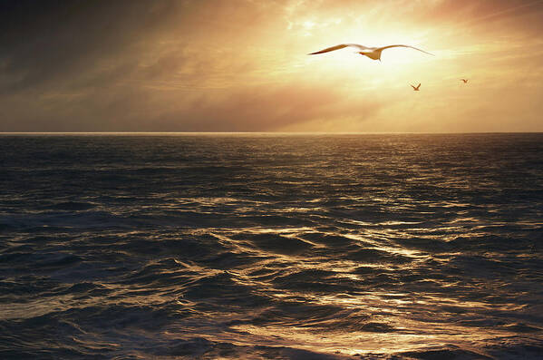 Animal Art Print featuring the photograph Seagulls into the Sun by Carlos Caetano