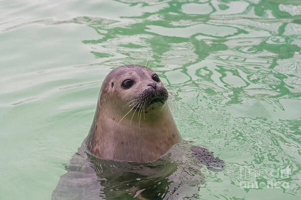 Animals Art Print featuring the photograph Seal in water by Patricia Hofmeester