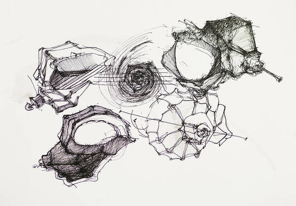 Drawing Art Print featuring the drawing Seashells Ink Drawing by Dan Comaniciu