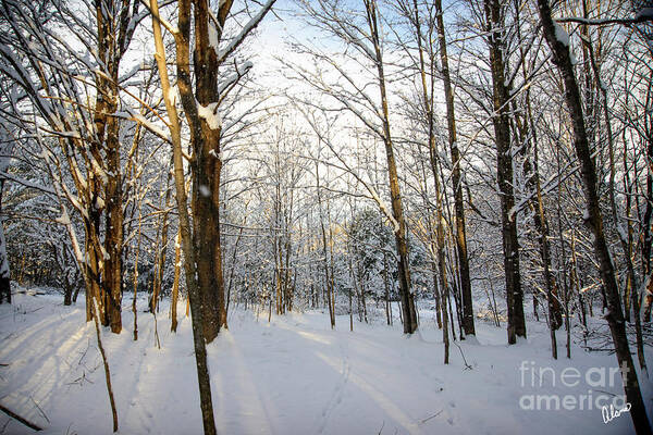 Snow Covered Art Print featuring the photograph Seasons Change by Alana Ranney