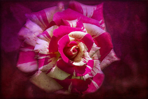 Pink And White Rose Art Print featuring the photograph Secret Heart by Marina Kojukhova