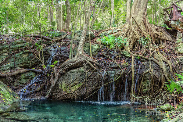 Cenote Art Print featuring the photograph Seekers by Kathy Strauss