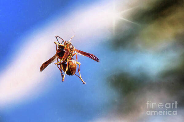 Wasp Art Print featuring the photograph Self Reflection by Sharon McConnell