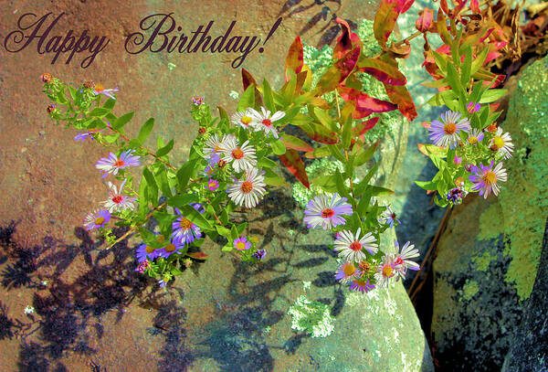 Happy Birthday Art Print featuring the photograph September Birthday Aster by Kristin Elmquist