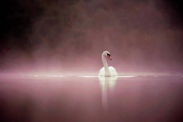 Mute Swan Art Print featuring the photograph Serenity - Swan on a foggy sunset by Roeselien Raimond