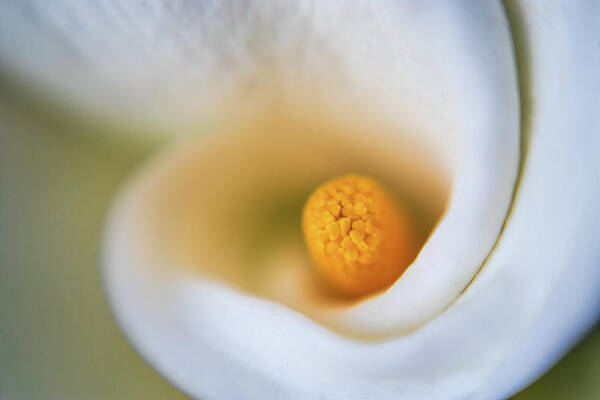 Flower Art Print featuring the photograph Sexy Curves by Scott Campbell