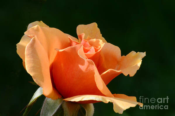 Rose Art Print featuring the photograph Shades of the Sun by Debby Pueschel