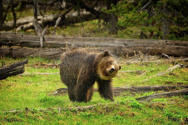 Grizzly Art Print featuring the photograph Shake It Off by Greg Norrell