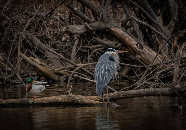Great Blue Heron Art Print featuring the photograph Sharing A Log by Ray Congrove