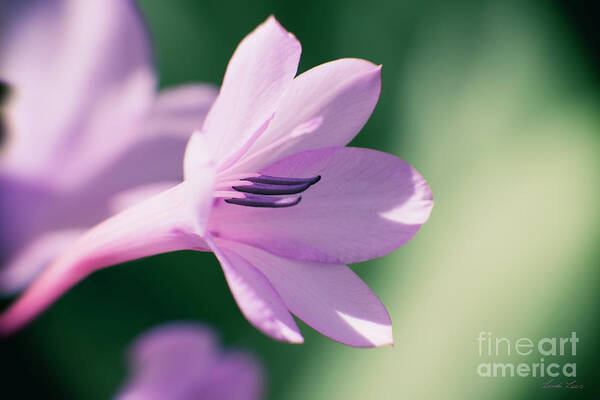 Flower Art Print featuring the photograph She Listens Like Spring by Linda Lees
