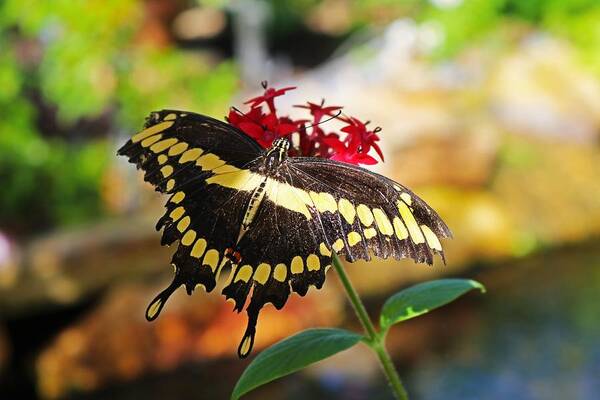 Pipevine Swallowtail Art Print featuring the photograph She Only Wore Black by Michiale Schneider