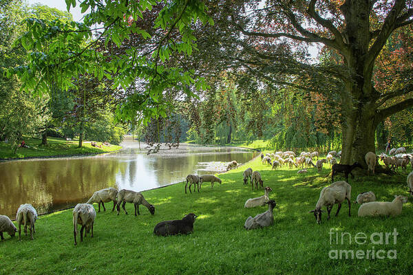 Animals Art Print featuring the photograph Sheep in a park by Patricia Hofmeester