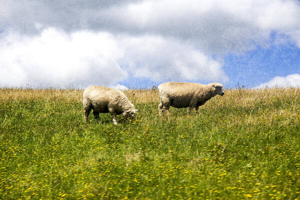 Sheep Art Print featuring the photograph Sheep in New Zealand by Kathryn McBride