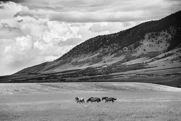 Black And White Art Print featuring the photograph Sheep Mountain Gang by Jolynn Reed