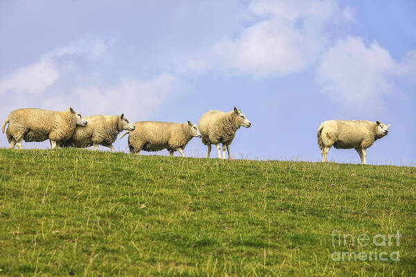 Sheep Art Print featuring the photograph Sheep on dyke by Patricia Hofmeester