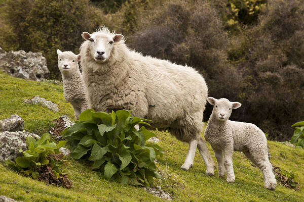 00479625 Art Print featuring the photograph Sheep With Twin Lambs Stony Bay by Colin Monteath