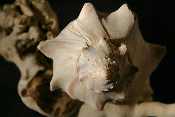 Shells Art Print featuring the photograph Shell And Driftwood by Mary Haber