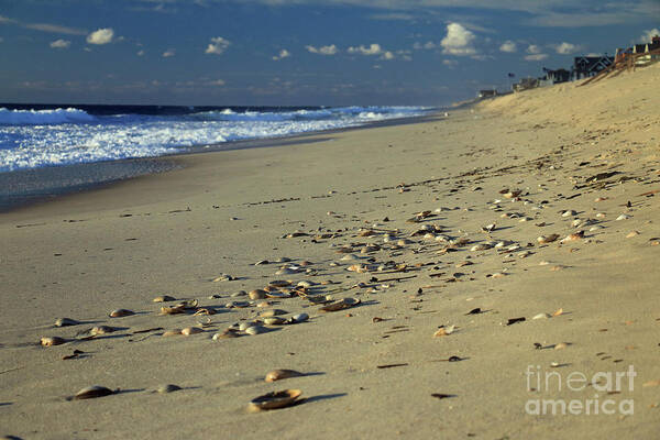 Landscape Art Print featuring the photograph Shells and Waves by Mary Haber