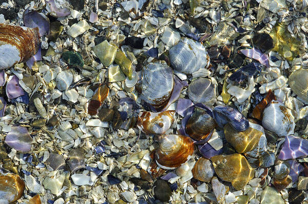 Shells Art Print featuring the photograph Shells by Kevin Oke