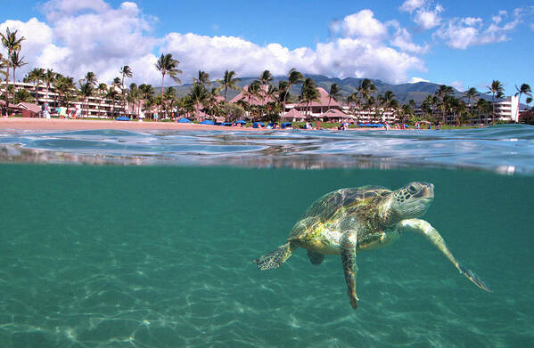 Maui Ocean Art Turtle Hawaii Sheraton Art Print featuring the photograph Sheraton Maui by James Roemmling