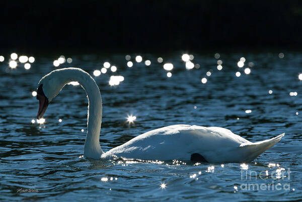 Shining Swan Art Print featuring the photograph Shining Swan by Michelle Constantine