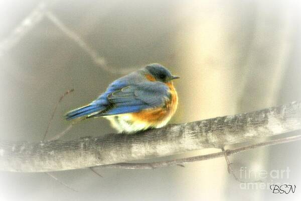 Bird Art Print featuring the photograph Shivering by Barbara S Nickerson