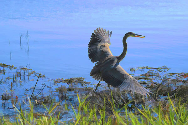 Blue Heron Art Print featuring the photograph Shore Walk by Dennis Baswell