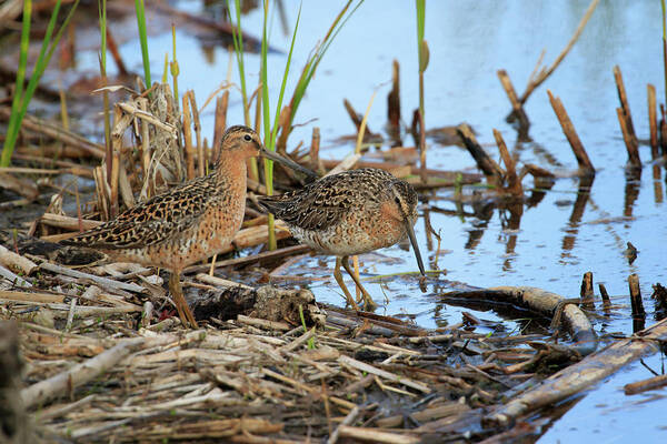 Gary Hall Art Print featuring the photograph Short-billed Dowitchers by Gary Hall