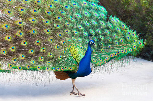 Peacock Art Print featuring the photograph Show Off by Mimi Ditchie