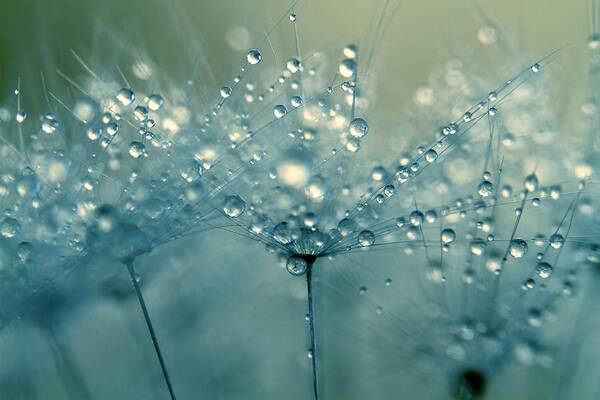 Dandelion Art Print featuring the photograph Shower Blue by Sharon Johnstone