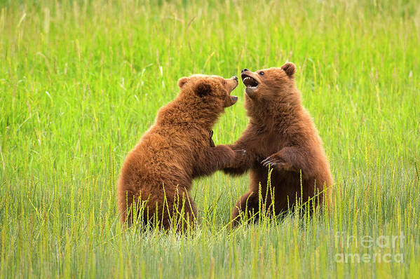 Alaskan Brown Bears Art Print featuring the photograph Siblings by Aaron Whittemore