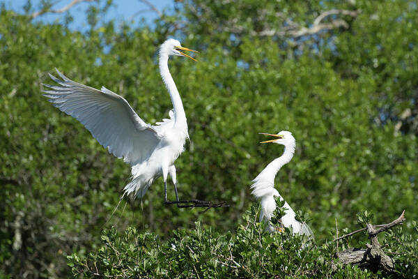 Egret Art Print featuring the photograph Sibling Rivalry by Eilish Palmer