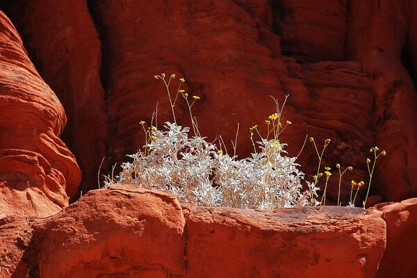 Darin Volpe Nature Art Print featuring the photograph Signs of Life - Valley of Fire State Park by Darin Volpe