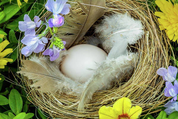 Bird Nest; Feathers; Egg; Spring Flowers Art Print featuring the photograph Signs of Spring by Becky Baysden