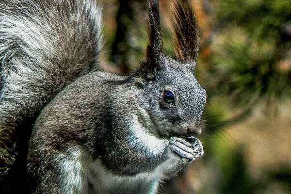 Abert's Art Print featuring the photograph Silver Abert's Squirrel Close-up by Marilyn Burton