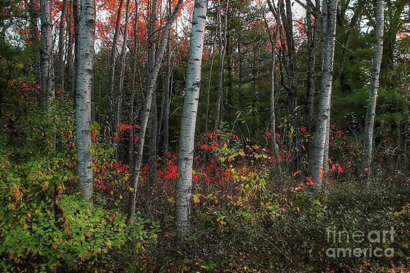 Trees Art Print featuring the photograph Silver Birch in Autumn by Randy Pollard