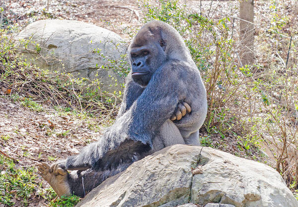 Animal Art Print featuring the photograph Silverback Gorilla by Donna Brown