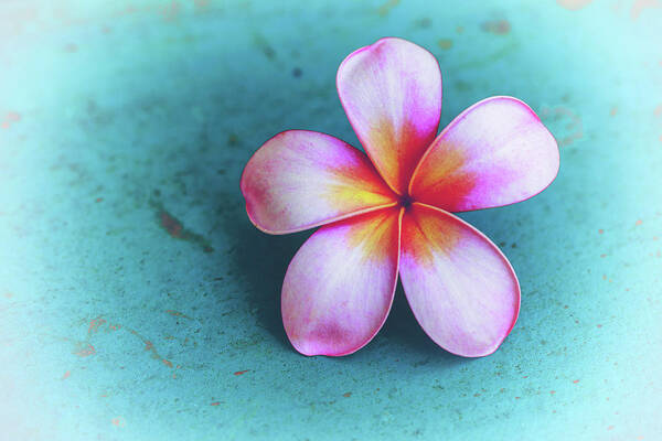 Plumerias Art Print featuring the photograph Simplicity by Jade Moon